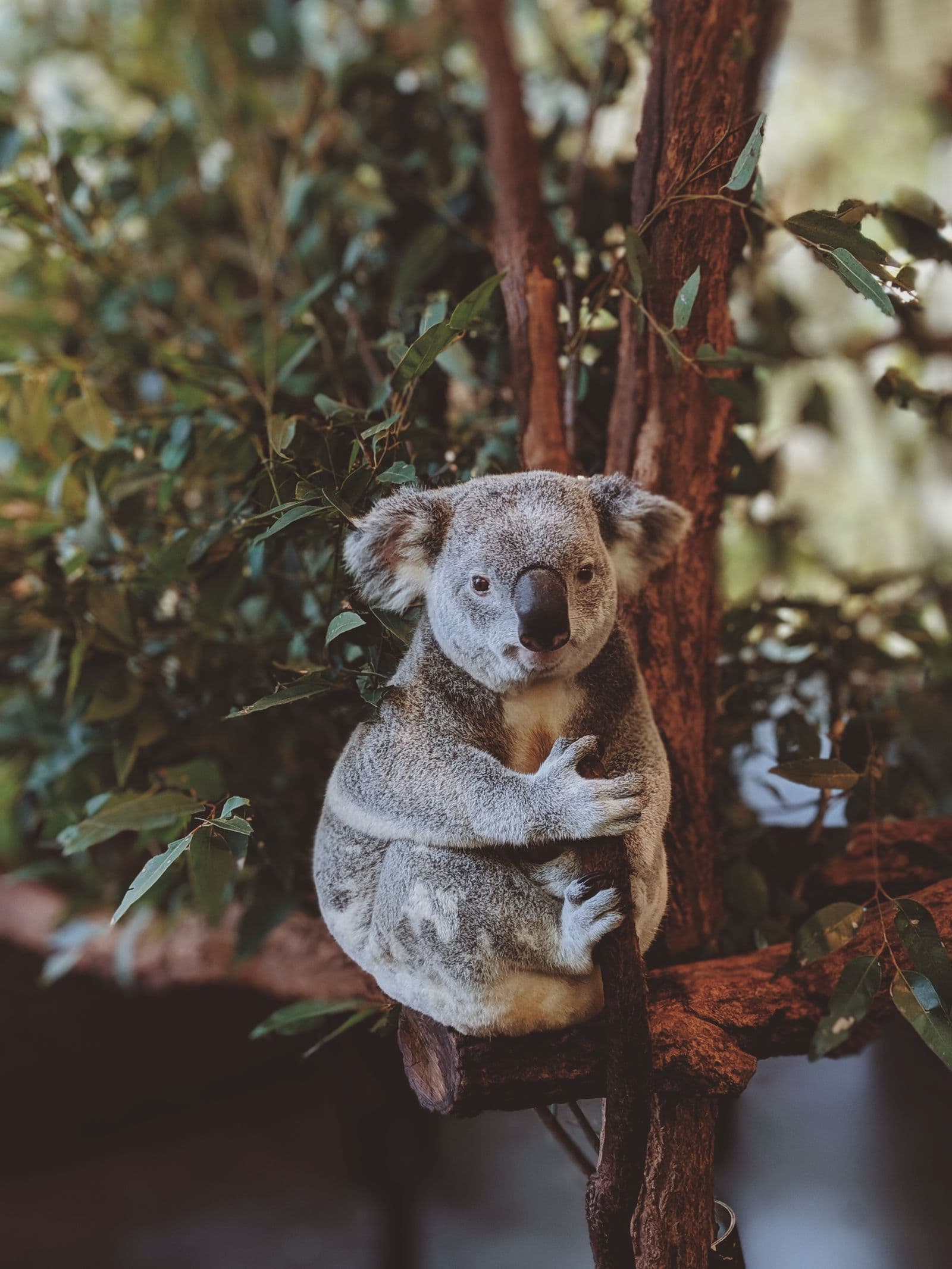 A koala dozing in the fork of a eucalypt