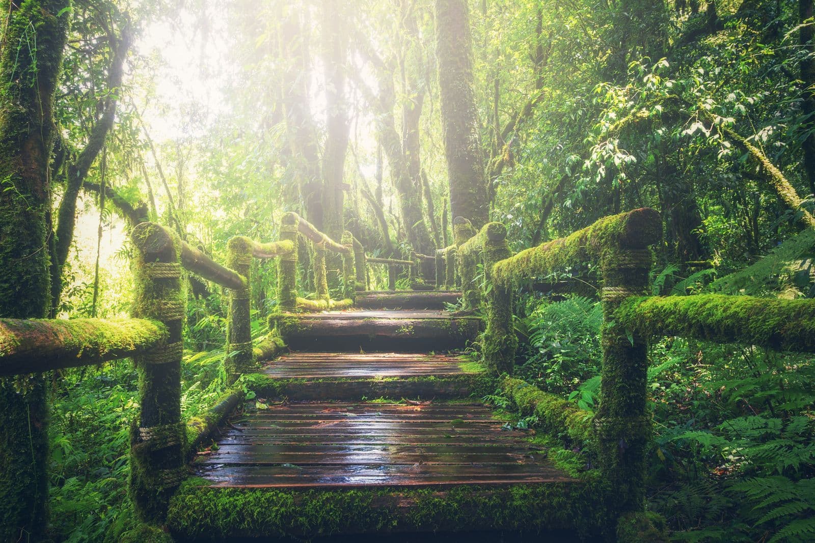 Mossy timber boardwalk winding through lush rainforest