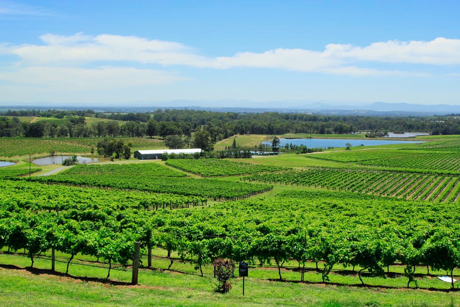 Rows of vines stretching across a NSW vineyard